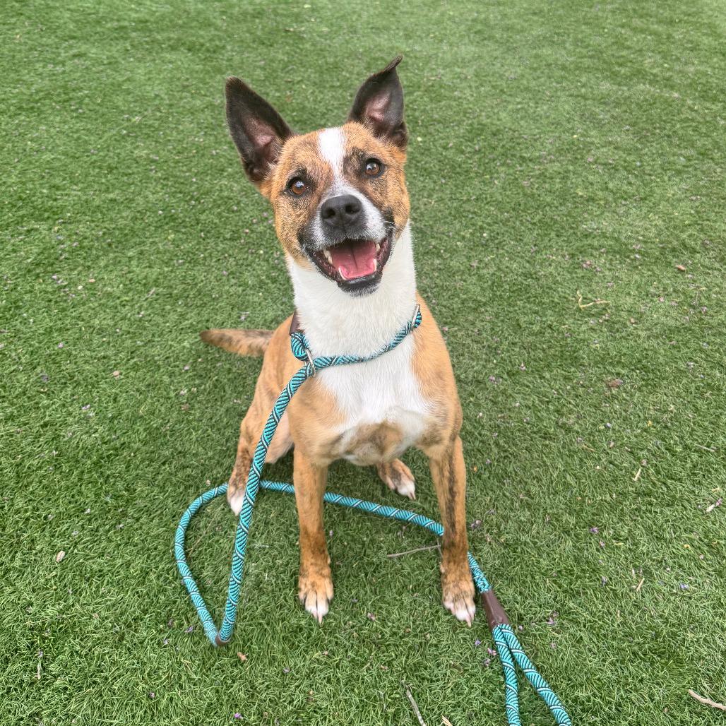 Sir Willow, Adoptable, Adult Male Mixed Breed.