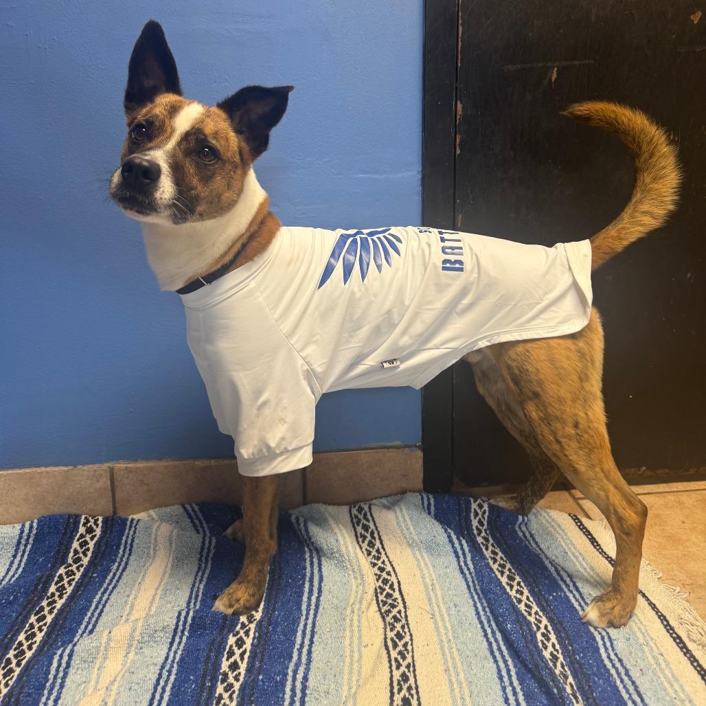 Enlarge Sir Willow, a Adoptable Mixed Breed in Saint Charles, MO image 2/6