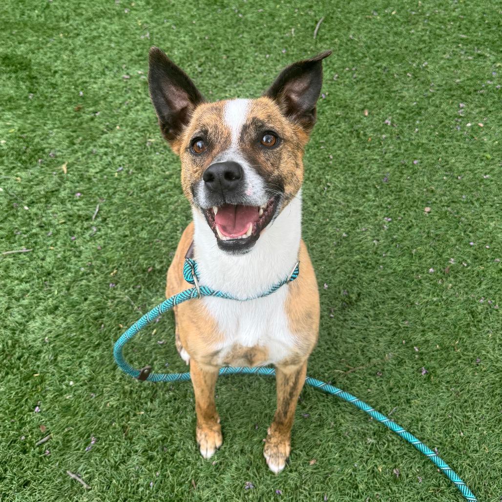 Enlarge Sir Willow, a Adoptable Mixed Breed in Saint Charles, MO image 3/6