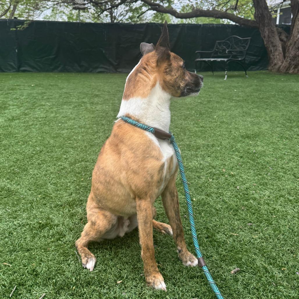 Enlarge Sir Willow, a Adoptable Mixed Breed in Saint Charles, MO image 4/6