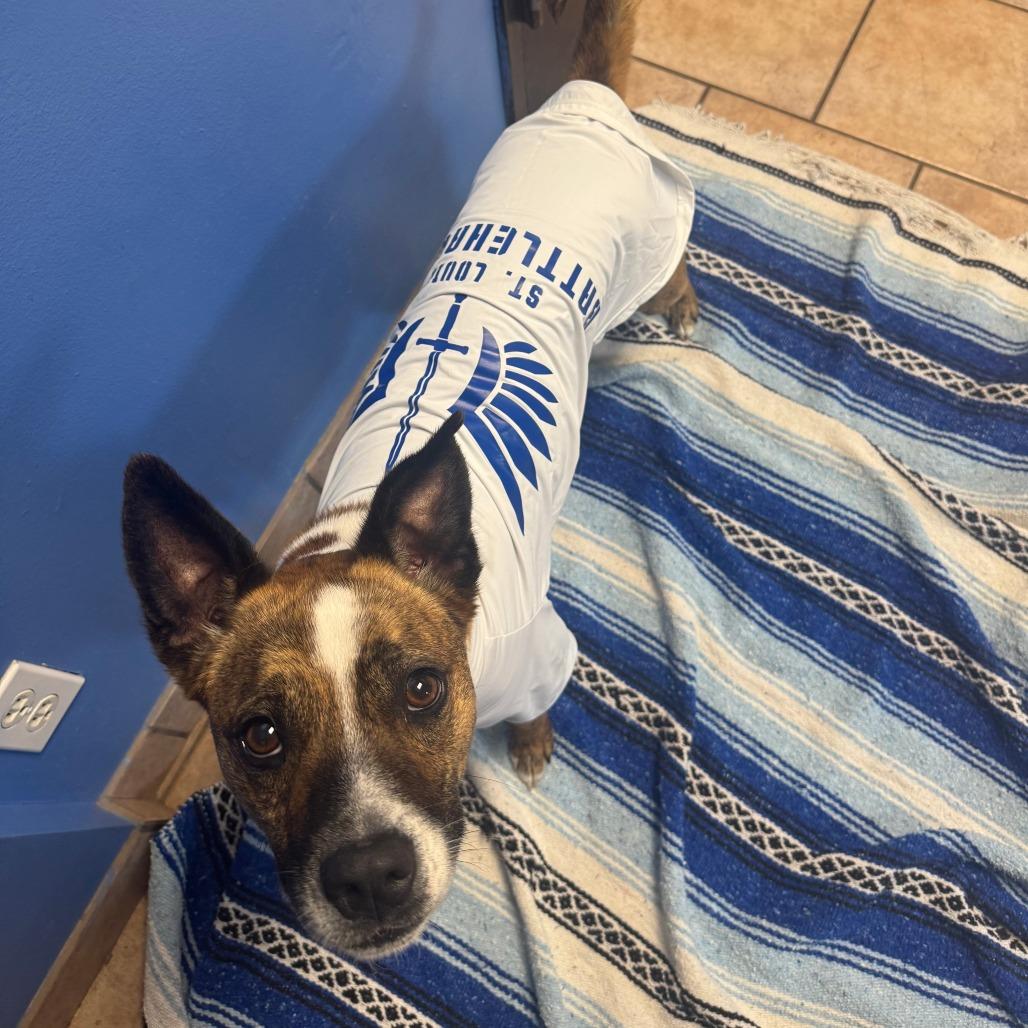 Enlarge Sir Willow, a Adoptable Mixed Breed in Saint Charles, MO image 5/6