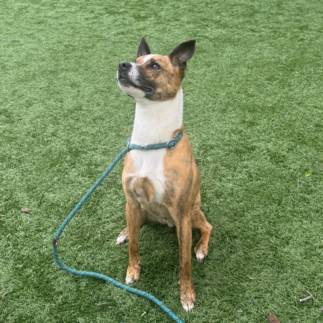 Enlarge Sir Willow, a Adoptable Mixed Breed in Saint Charles, MO image 6/6