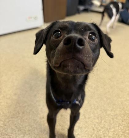 Chico, Adoptable, Adult Male Chihuahua & Mixed Breed.