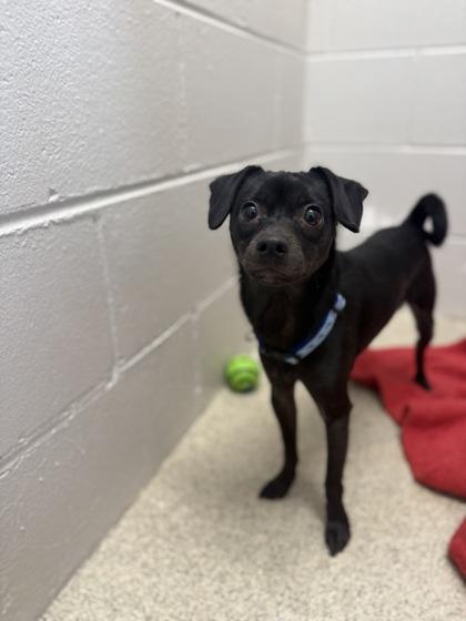 Enlarge Chico, a Adoptable mixed breed in Harbor Springs, MI image 1/1