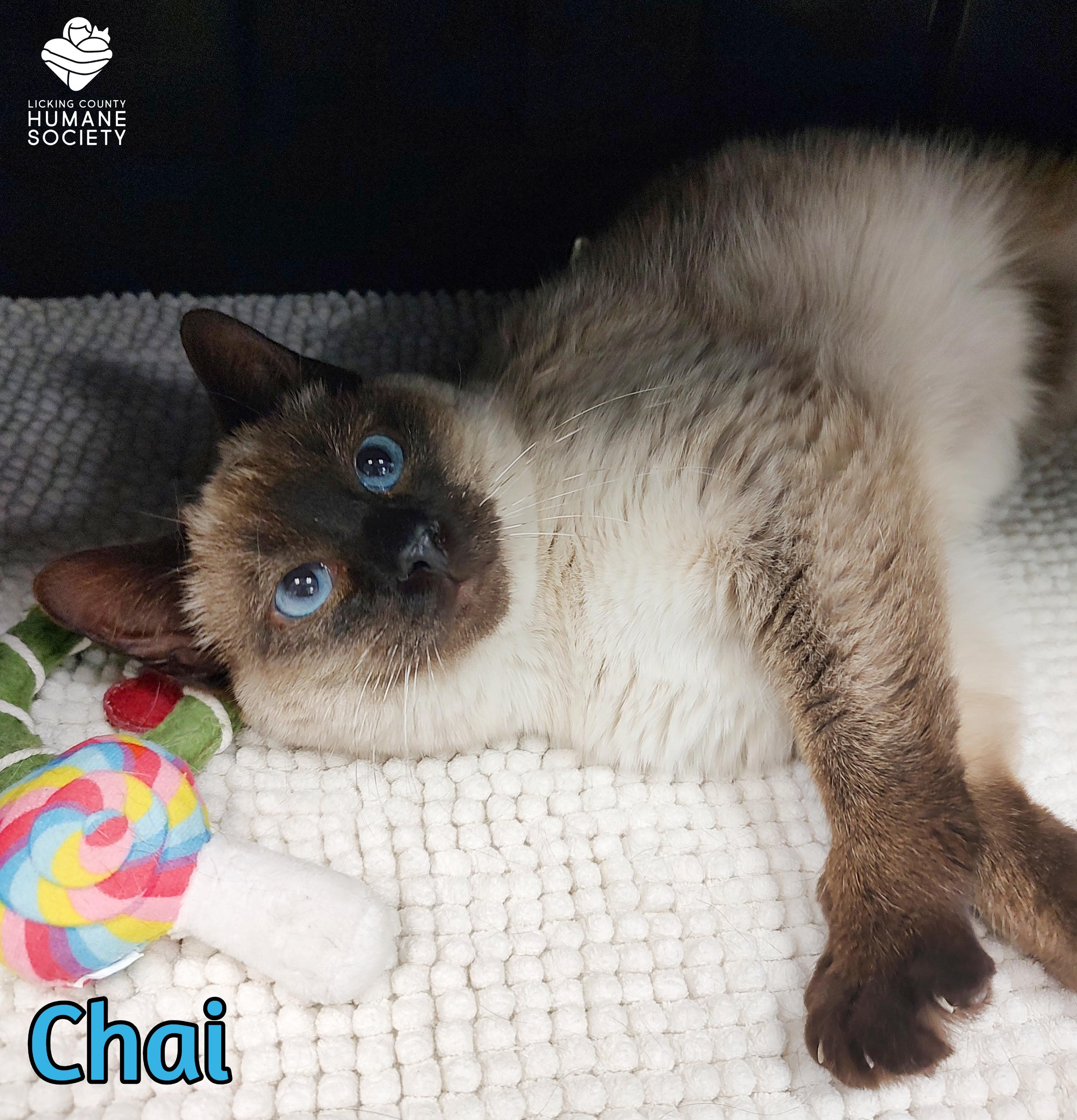 Chai, adopted, Young Male Siamese.