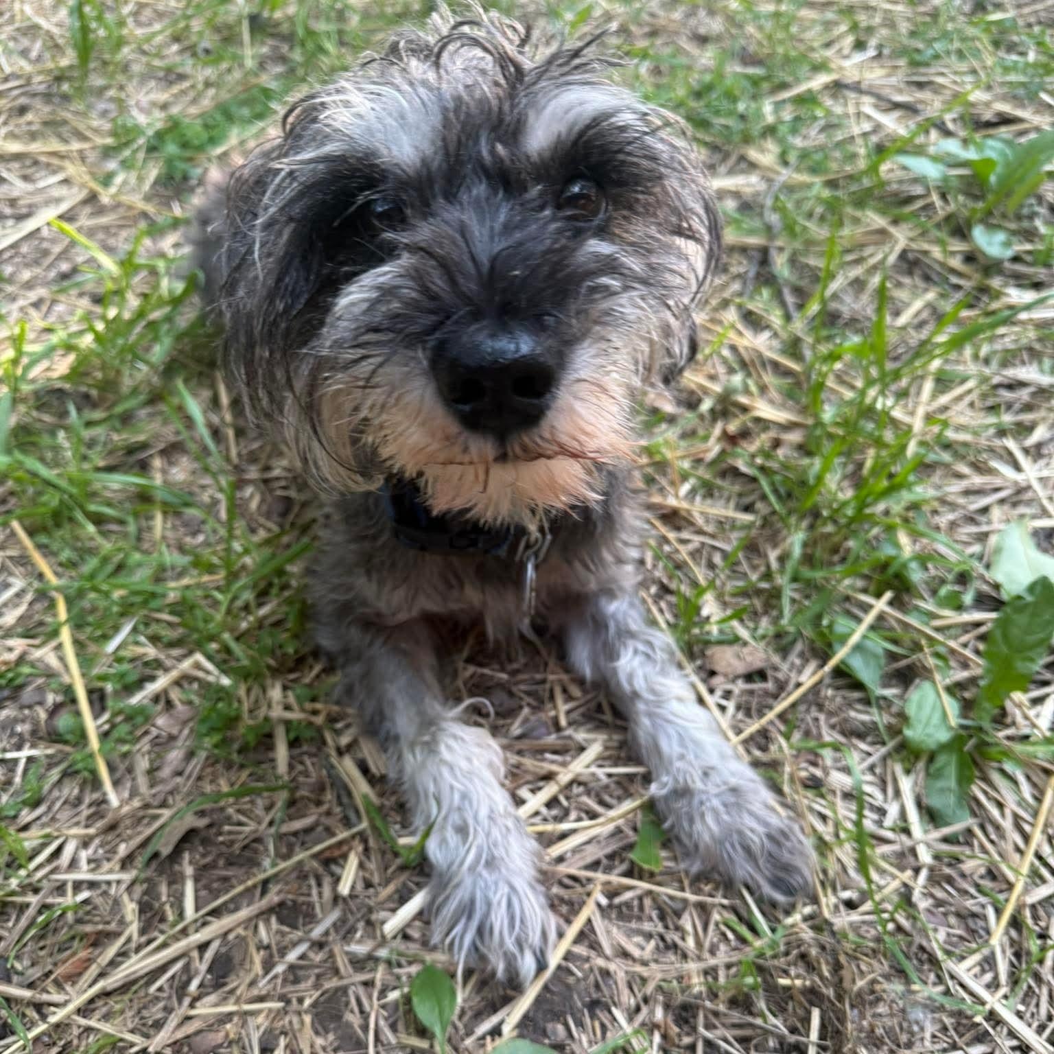 Enlarge Winston - sponsor me, a Adoptable Miniature Schnauzer in Homer Glen, IL image 5/6