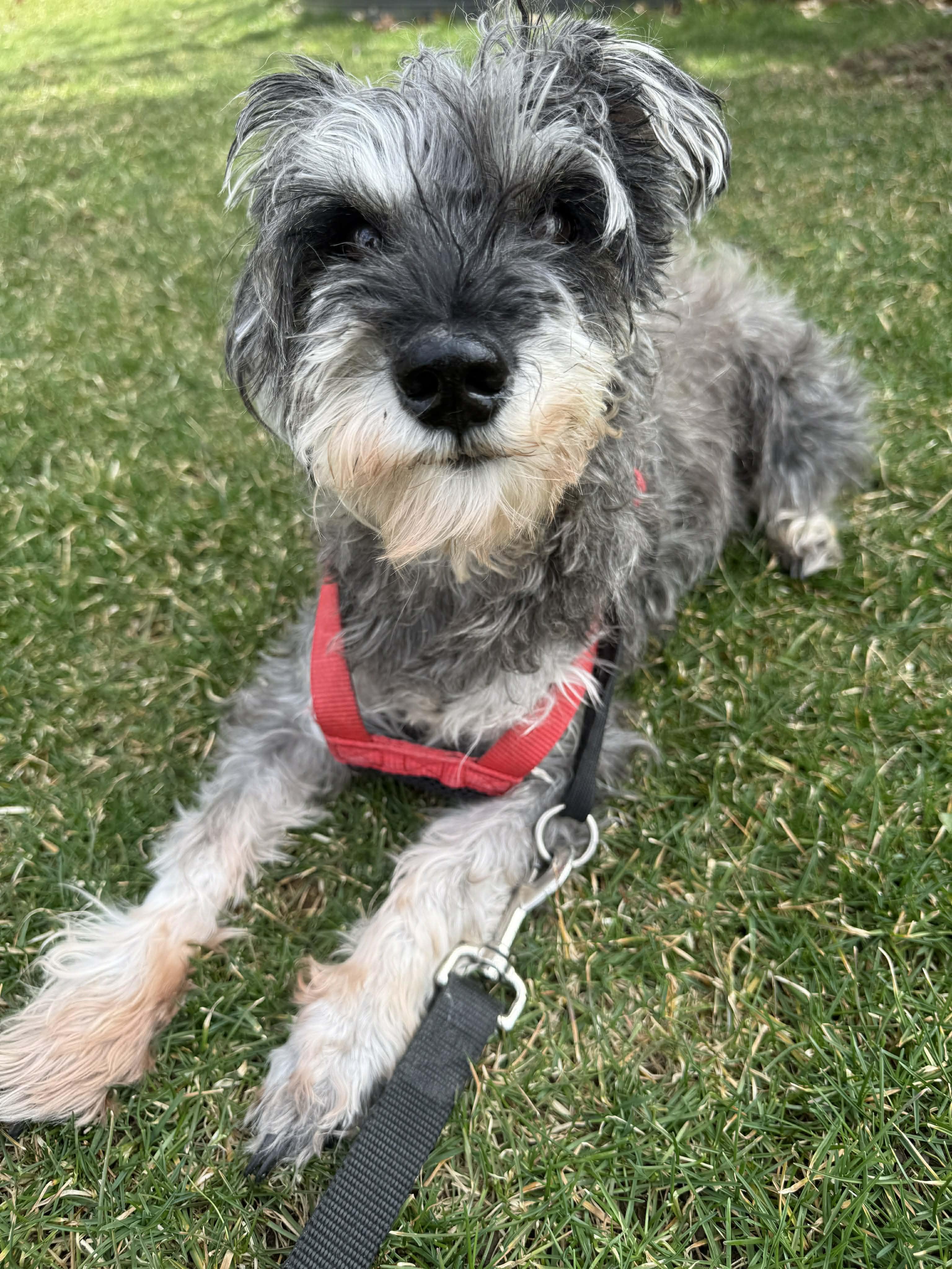 Enlarge Winston - sponsor me, a Adoptable Miniature Schnauzer in Homer Glen, IL image 4/6