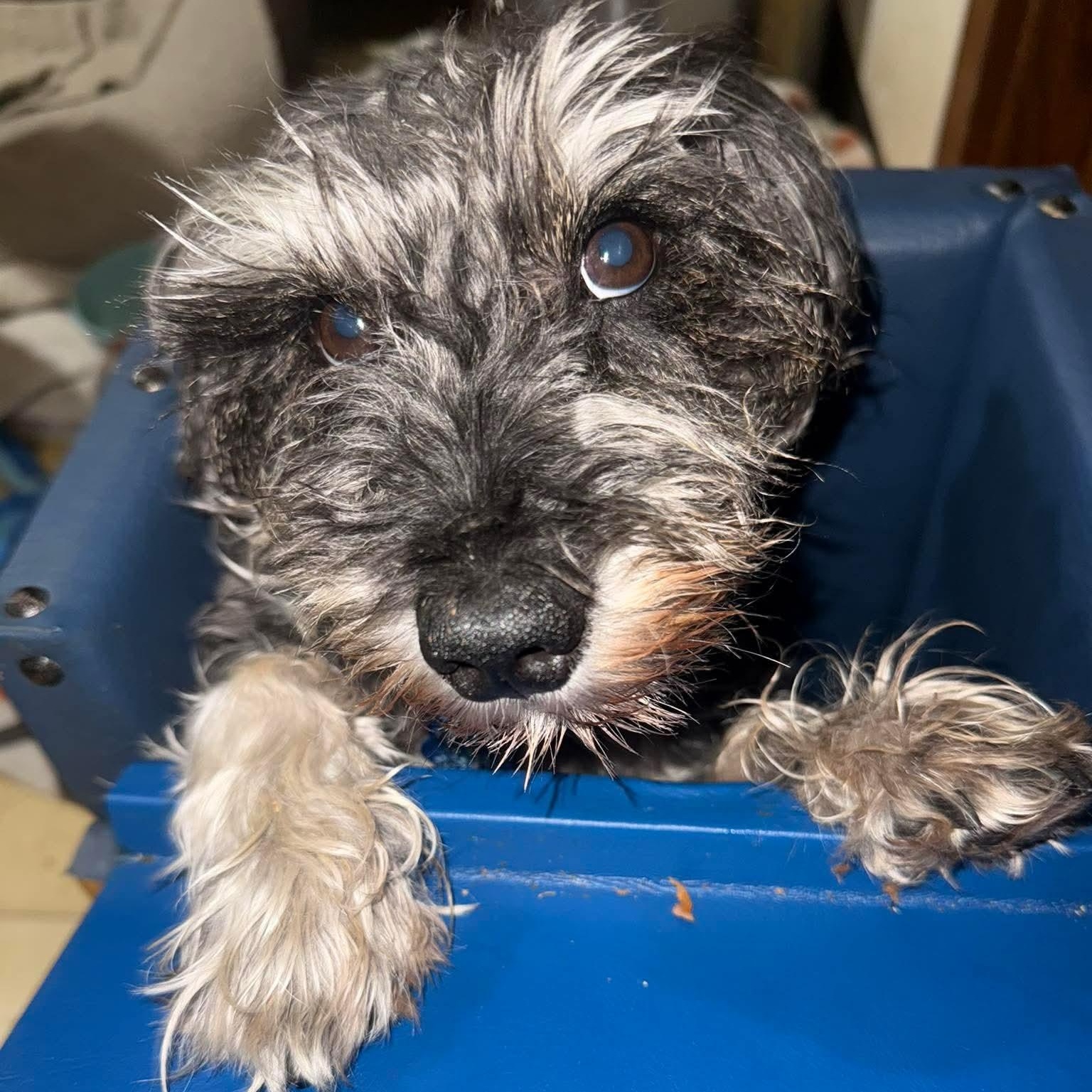 Enlarge Winston - sponsor me, a Adoptable Miniature Schnauzer in Homer Glen, IL image 6/6