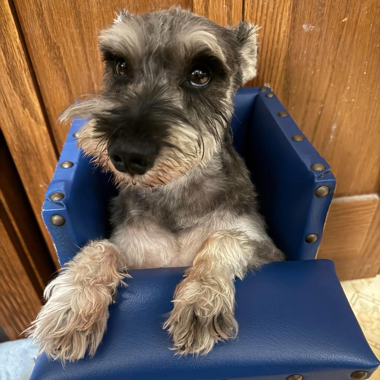 Enlarge Winston - sponsor me, a Adoptable Miniature Schnauzer in Homer Glen, IL image 1/6