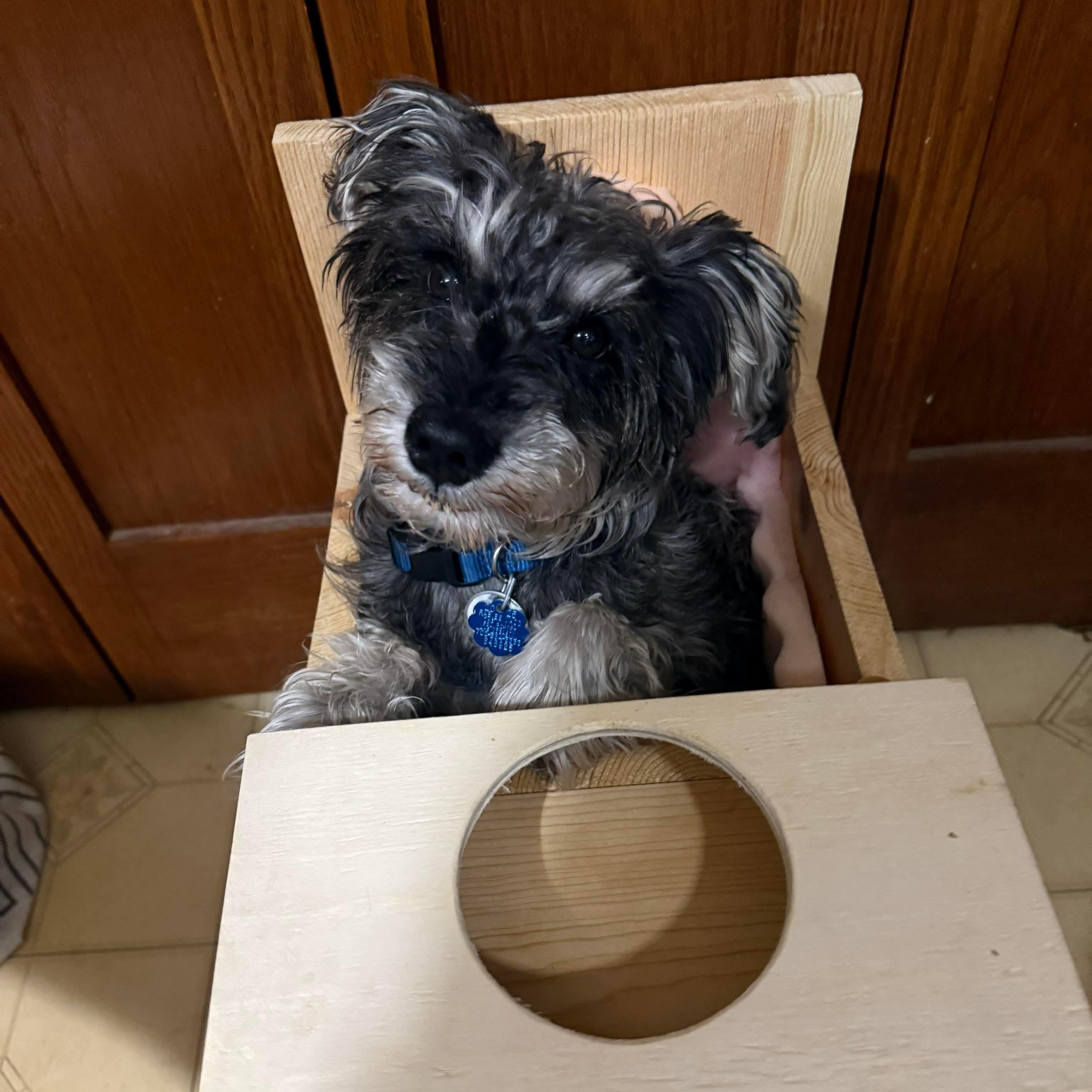 Enlarge Winston - sponsor me, a Adoptable Miniature Schnauzer in Homer Glen, IL image 2/6