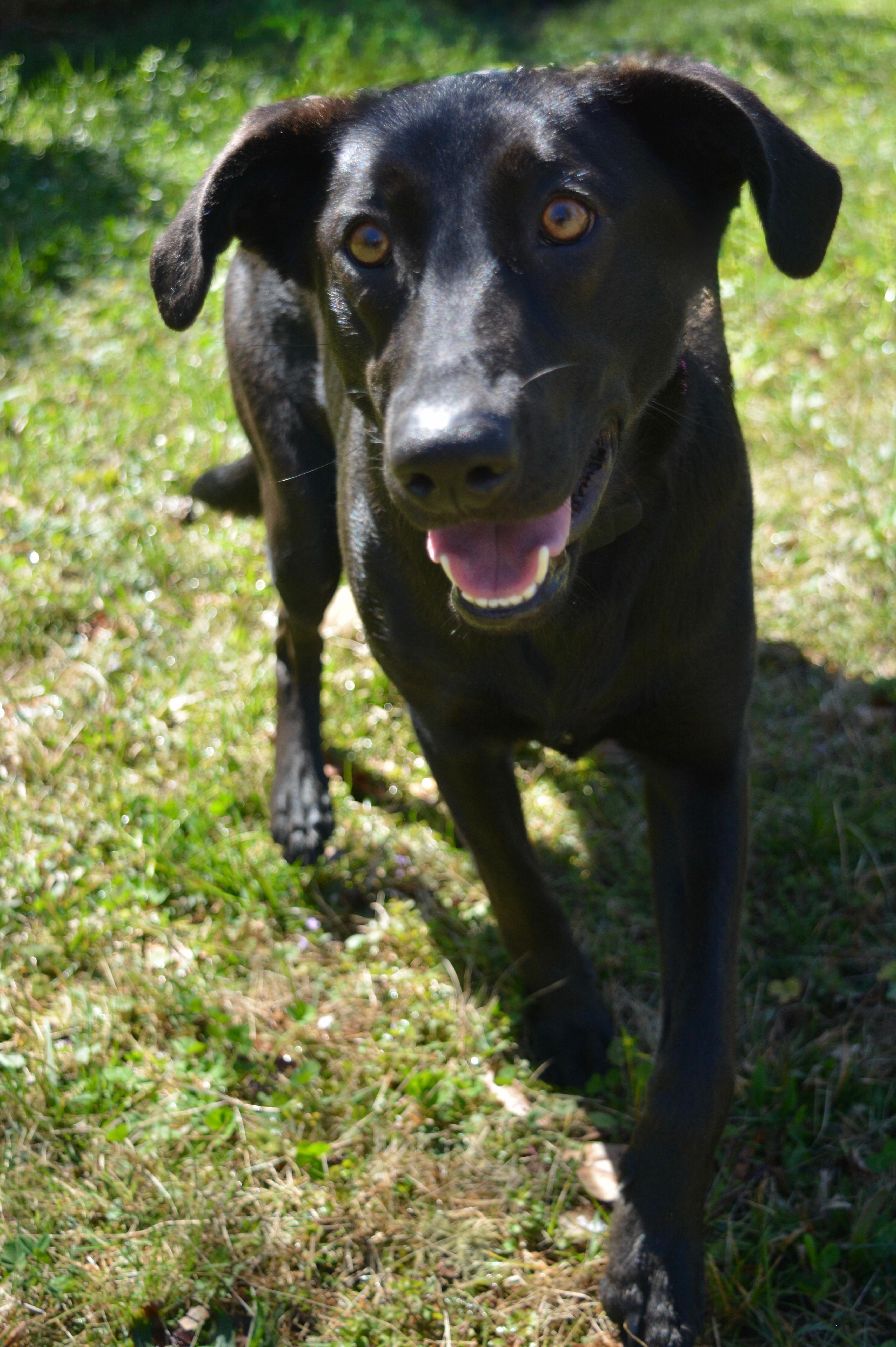 Enlarge Vivian , a ADOPTABLE mixed breed in Pelham, AL image 3/6