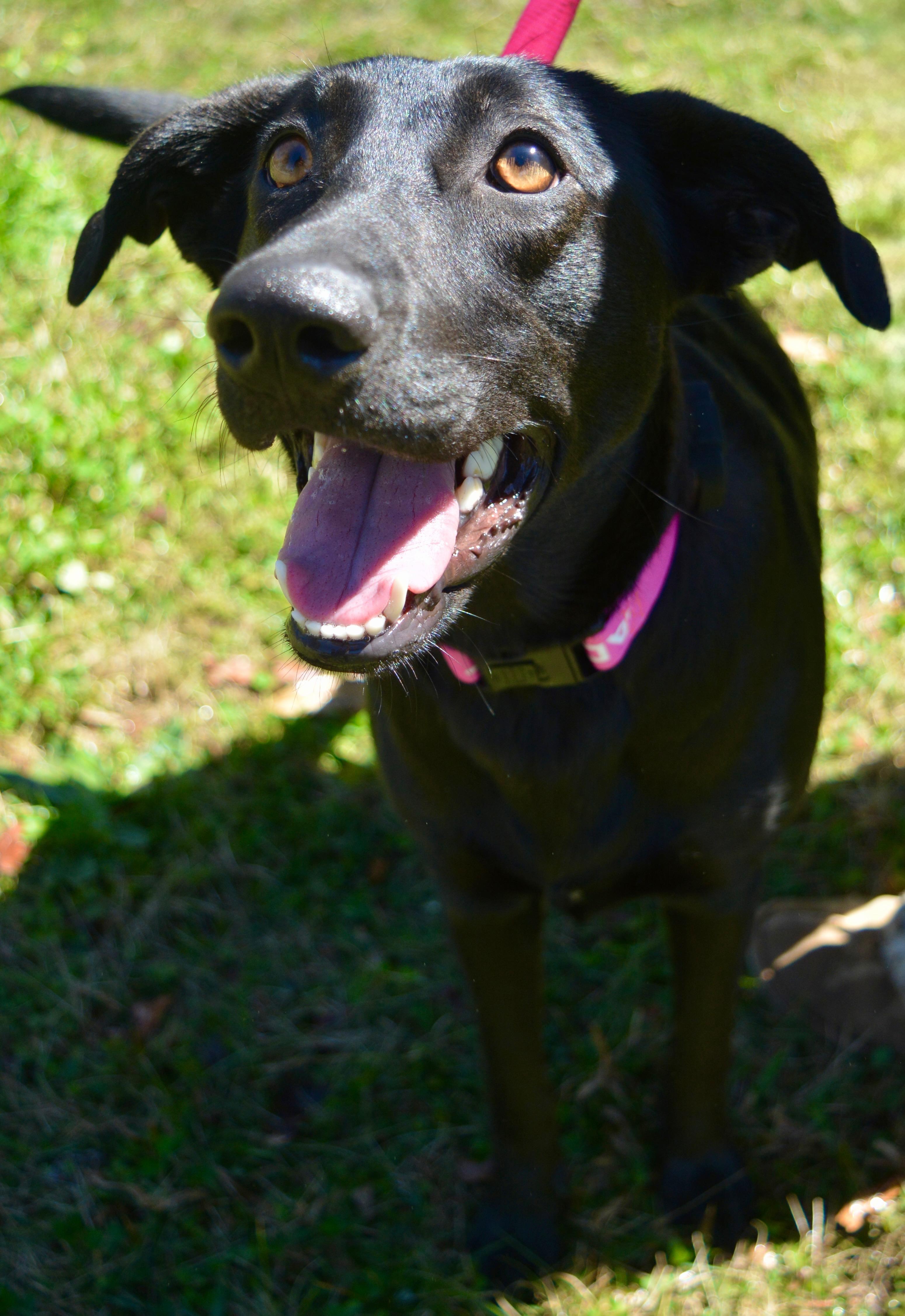 Enlarge Vivian , a ADOPTABLE mixed breed in Pelham, AL image 6/6