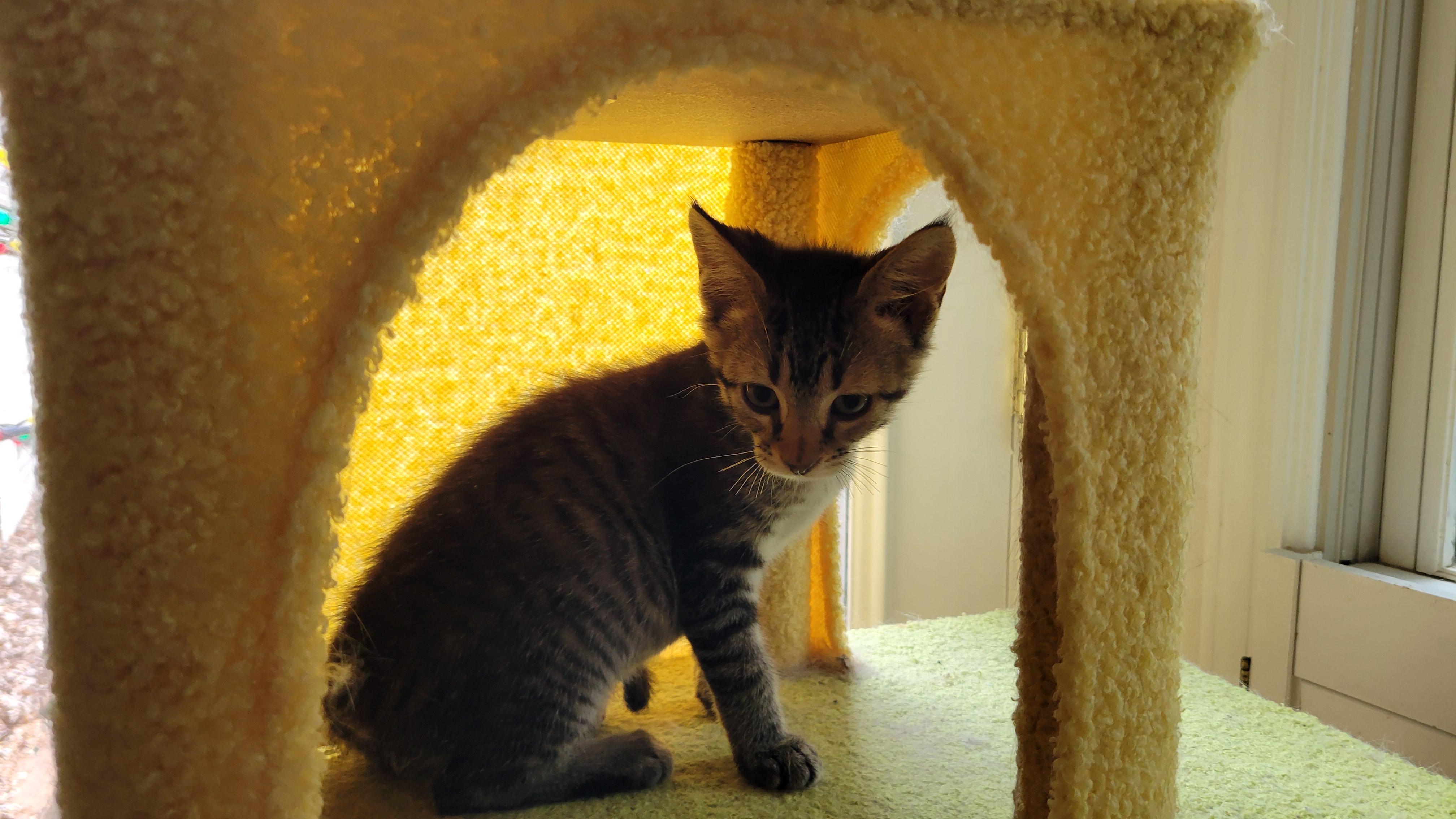 Gibson, a ADOPTABLE mixed breed in Knoxville, TN image 3/4