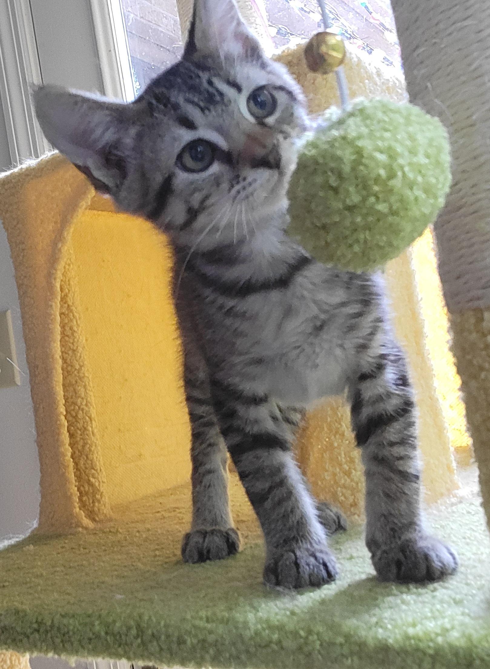 Gibson, a ADOPTABLE mixed breed in Knoxville, TN image 2/4