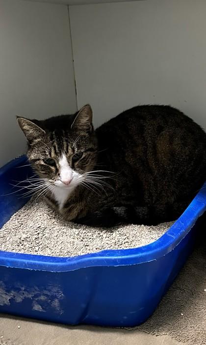 Enlarge Jackson, a Adoptable mixed breed in Palm Coast, FL image 1/3