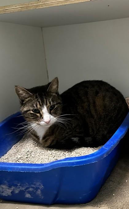 Enlarge Jackson, a Adoptable mixed breed in Palm Coast, FL image 2/3