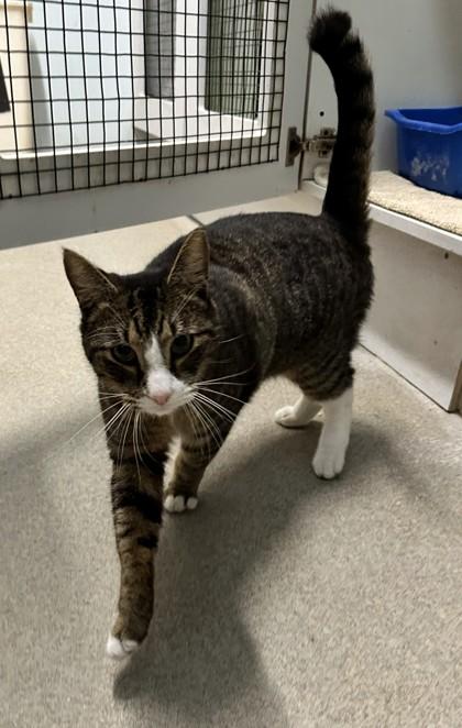 Jackson — thumbnail 3