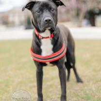 Enlarge Bagel, a Adoptable mixed breed in Carlisle, PA image 4/4