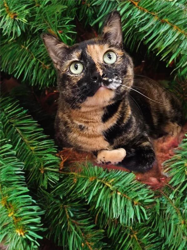 Lucy, Adoptable, Adult Female Domestic Short Hair.