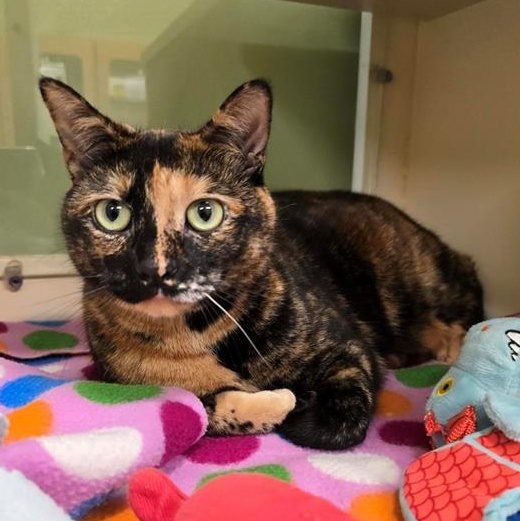 Lucy, a Adoptable Domestic Short Hair in Prince Frederick, MD image 2/6