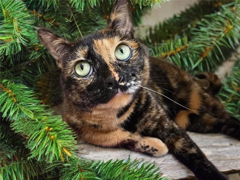 Lucy, a Adoptable Domestic Short Hair in Prince Frederick, MD image 3/6