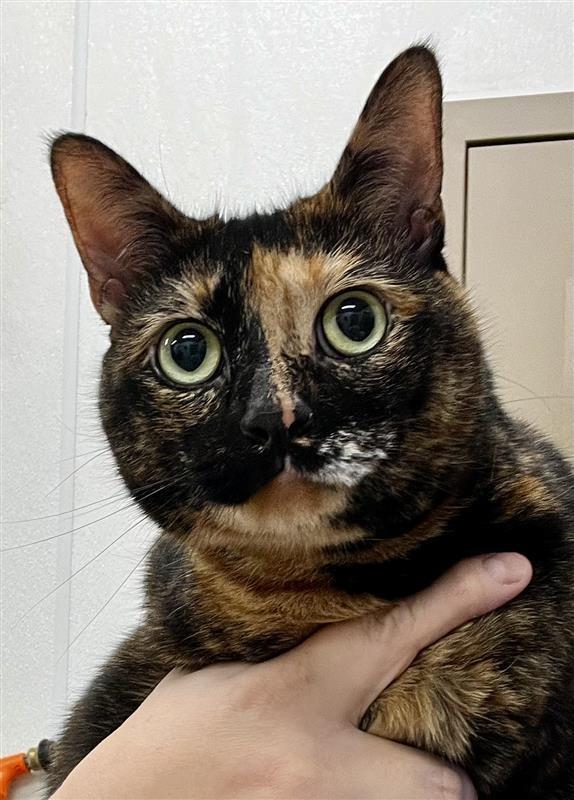 Lucy, a Adoptable Domestic Short Hair in Prince Frederick, MD image 4/6