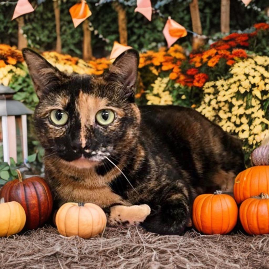 Lucy, a Adoptable Domestic Short Hair in Prince Frederick, MD image 5/6