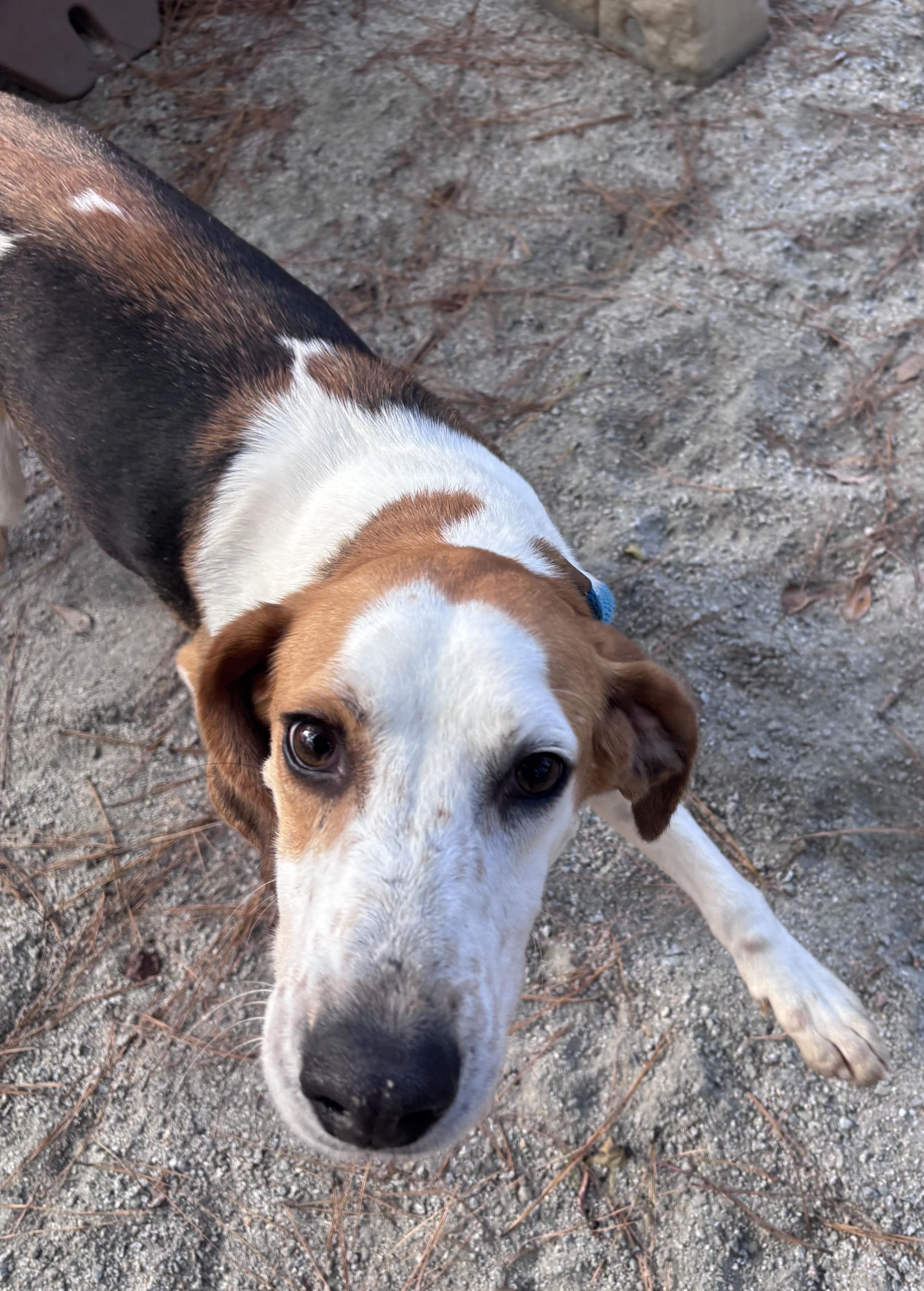 Enlarge Butters, a Adoptable Hound in Georgetown, SC image 3/4