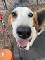 Enlarge Butters, a Adoptable Hound in Georgetown, SC image 2/4