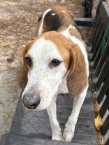 Enlarge Butters, a Adoptable Hound in Georgetown, SC image 1/4