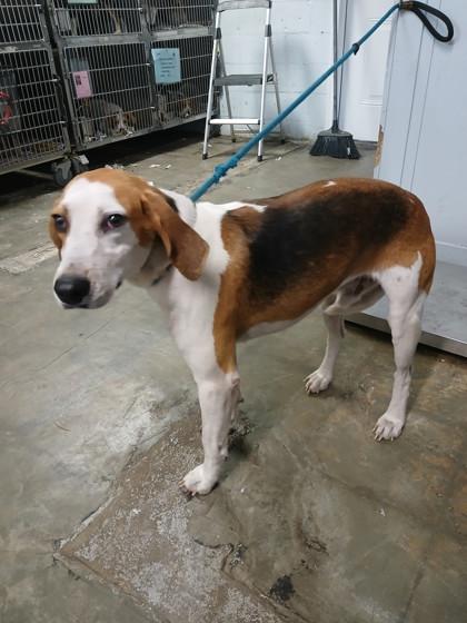 Butters, Adoptable, Young Male Hound.