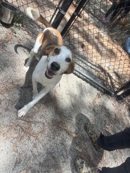 Butters, Adoptable, Young Male Hound.