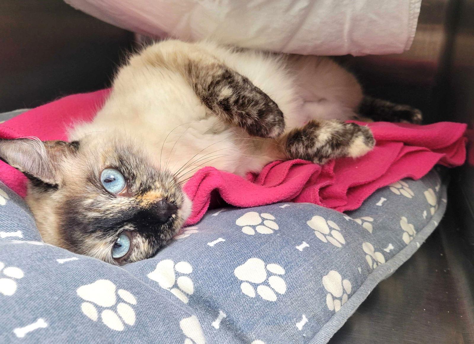 Stardust, Adopted, Young Female Domestic Medium Hair & Siamese.