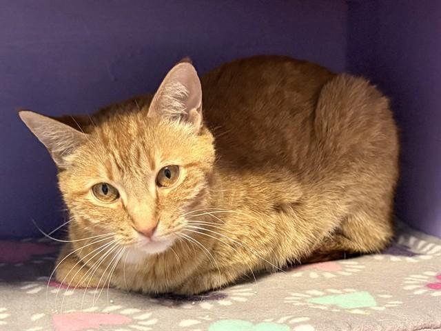 QUILL, Adoptable, Young Female Domestic Short Hair.