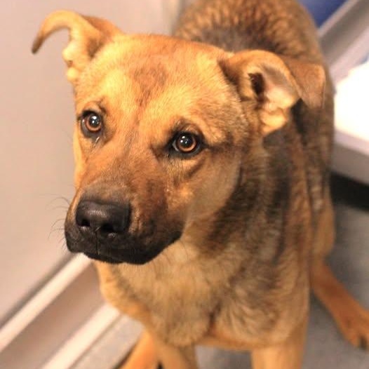26-00599 OSO, ADOPTABLE, Young Male Shepherd.