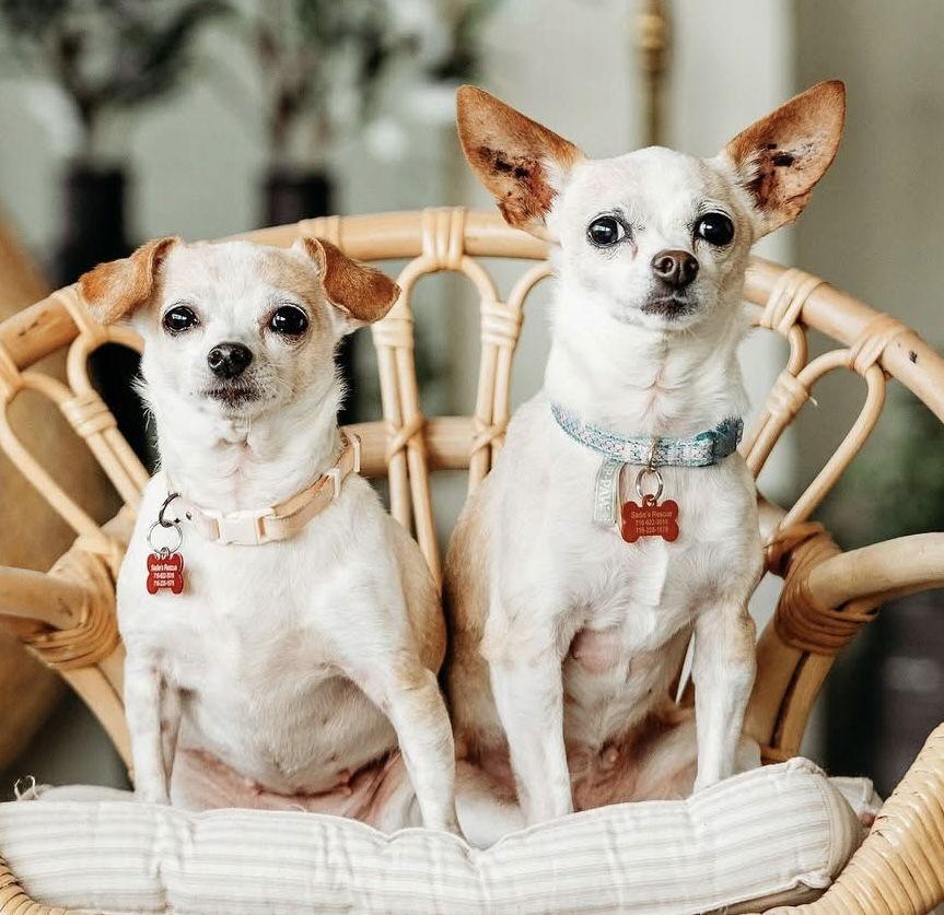 Shirley, Adoptable, Adult Female Chihuahua.