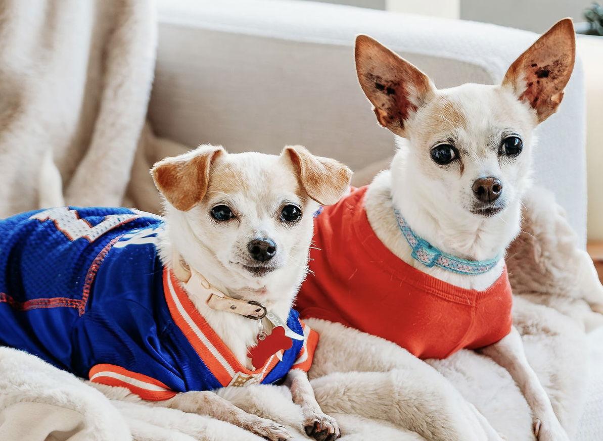 Enlarge Shirley, a Adoptable Chihuahua in Springville, NY image 2/3