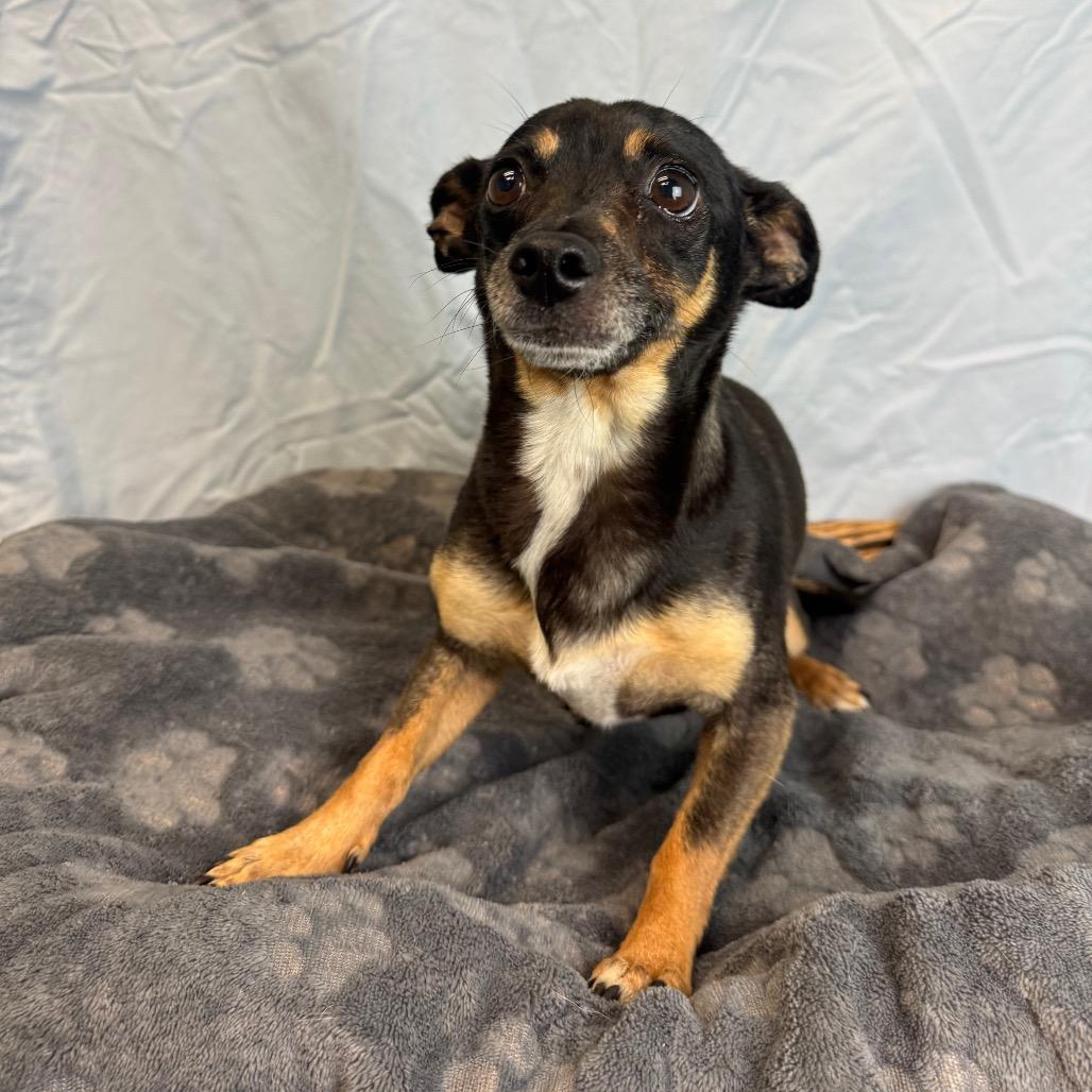 Zoe, Adoptable, Adult Female Chihuahua.
