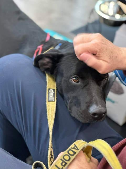 MJ, Adoptable, Young Male Mixed Breed.