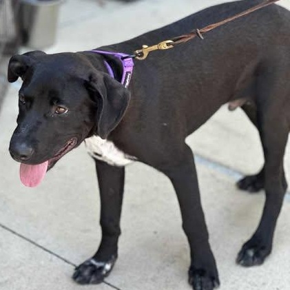 Enlarge MJ, a Adoptable Mixed Breed in Lockhart, TX image 3/6