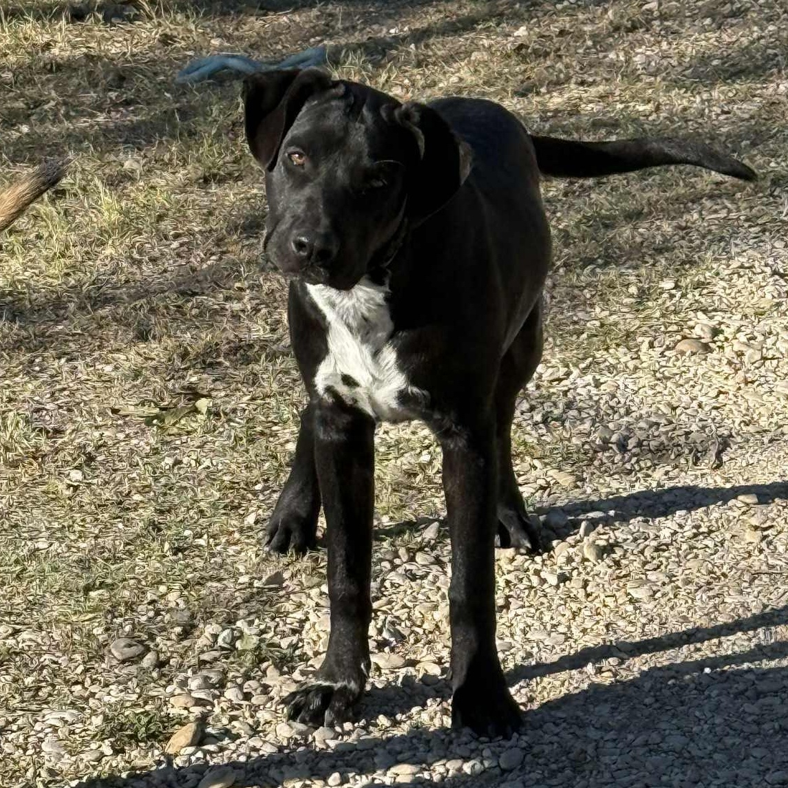 Enlarge MJ, a Adoptable Mixed Breed in Lockhart, TX image 6/6