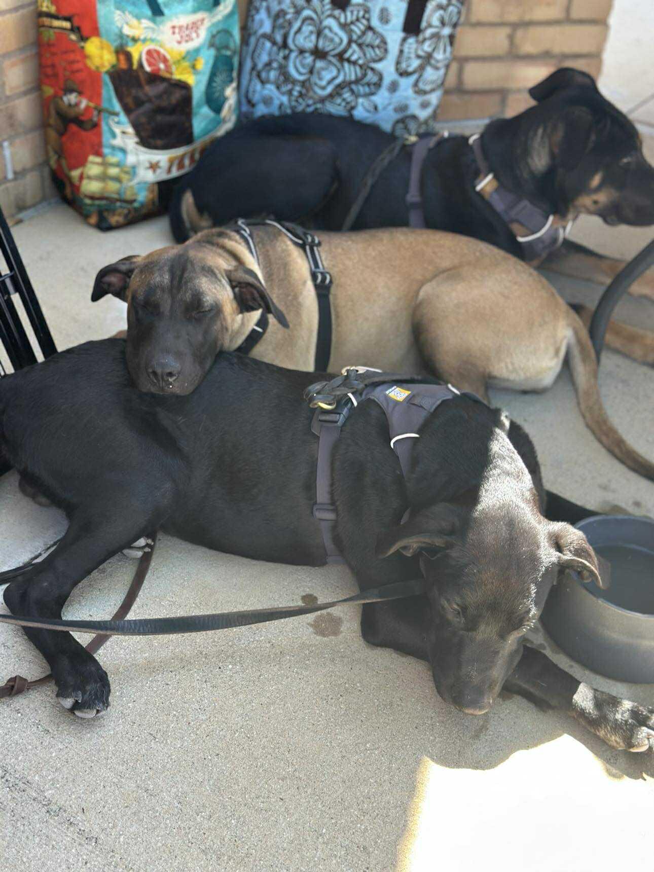 MJ, Adoptable, Young Male Mixed Breed.