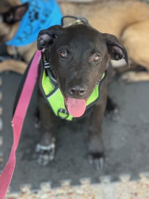 Enlarge MJ, a Adoptable Mixed Breed in Lockhart, TX image 5/6