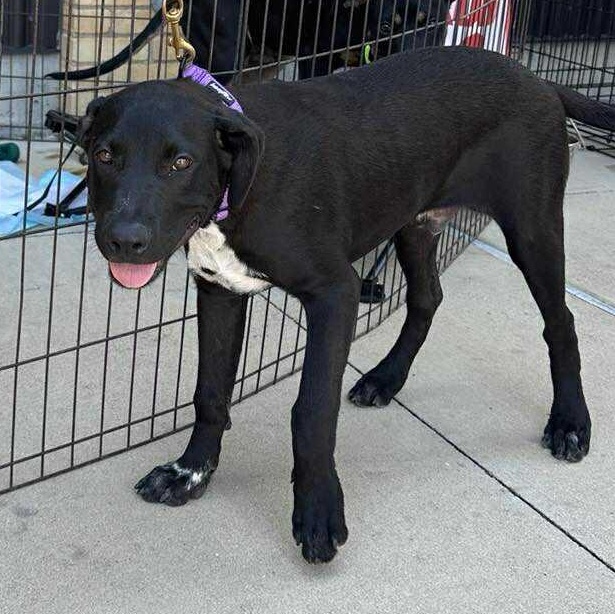 Enlarge MJ, a Adoptable Mixed Breed in Lockhart, TX image 4/6