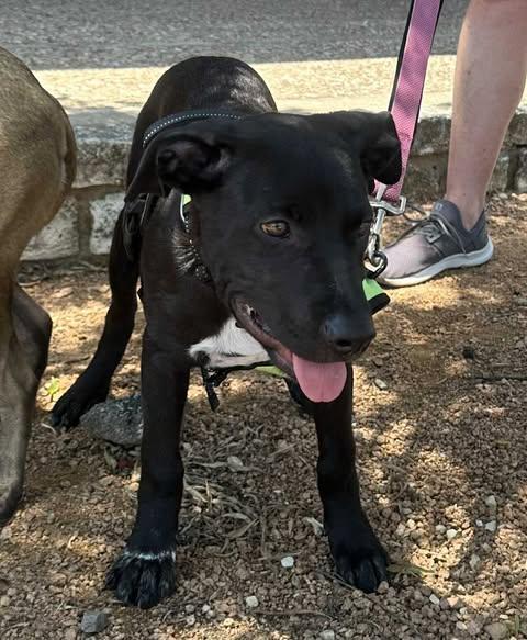 Enlarge MJ, a Adoptable Mixed Breed in Lockhart, TX image 2/6