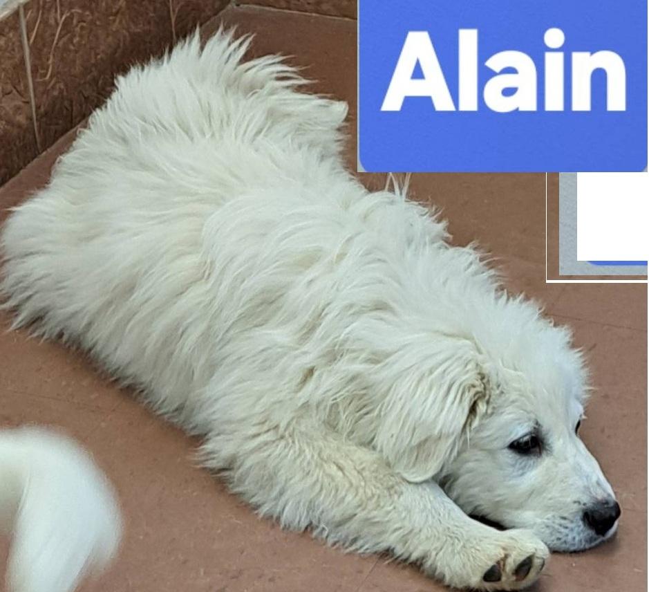 Enlarge Alain, a Adoptable Great Pyrenees in Claremont, NC image 1/1