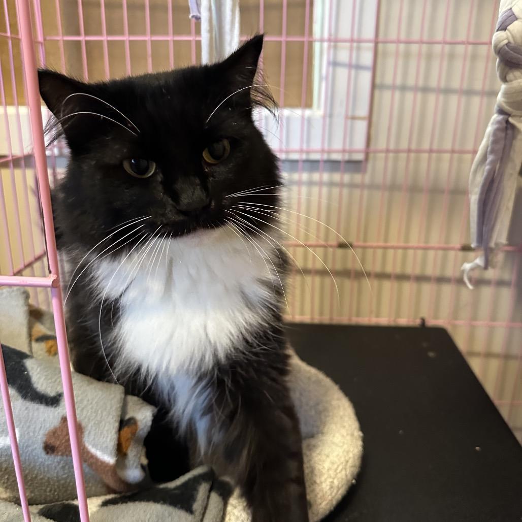 Sophia, a Adoptable Domestic Short Hair in Priest River, ID image 3/3