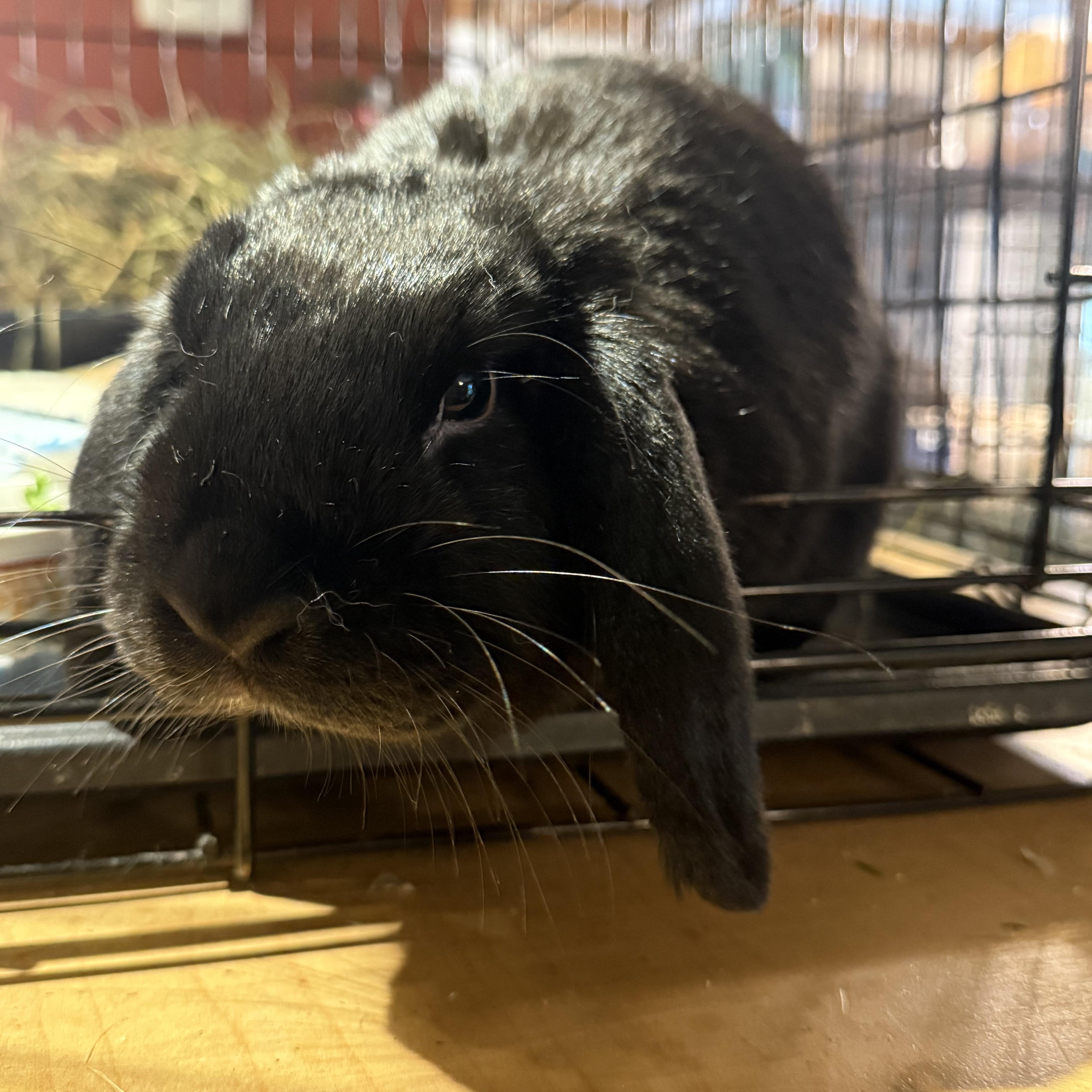 Enlarge Mindy, a Adoptable Holland Lop in Norwalk, CT image 5/5