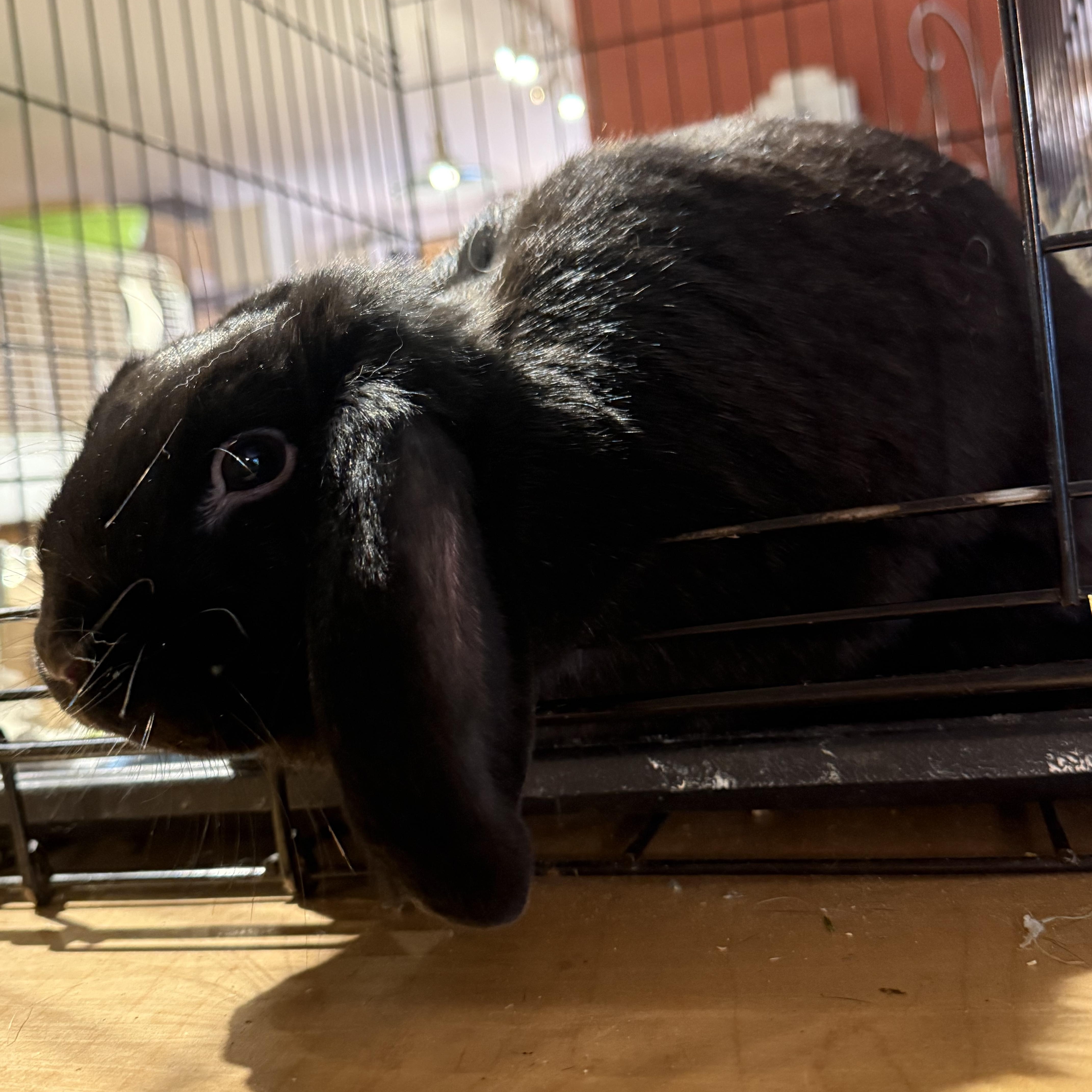 Enlarge Mindy, a Adoptable Holland Lop in Norwalk, CT image 4/5