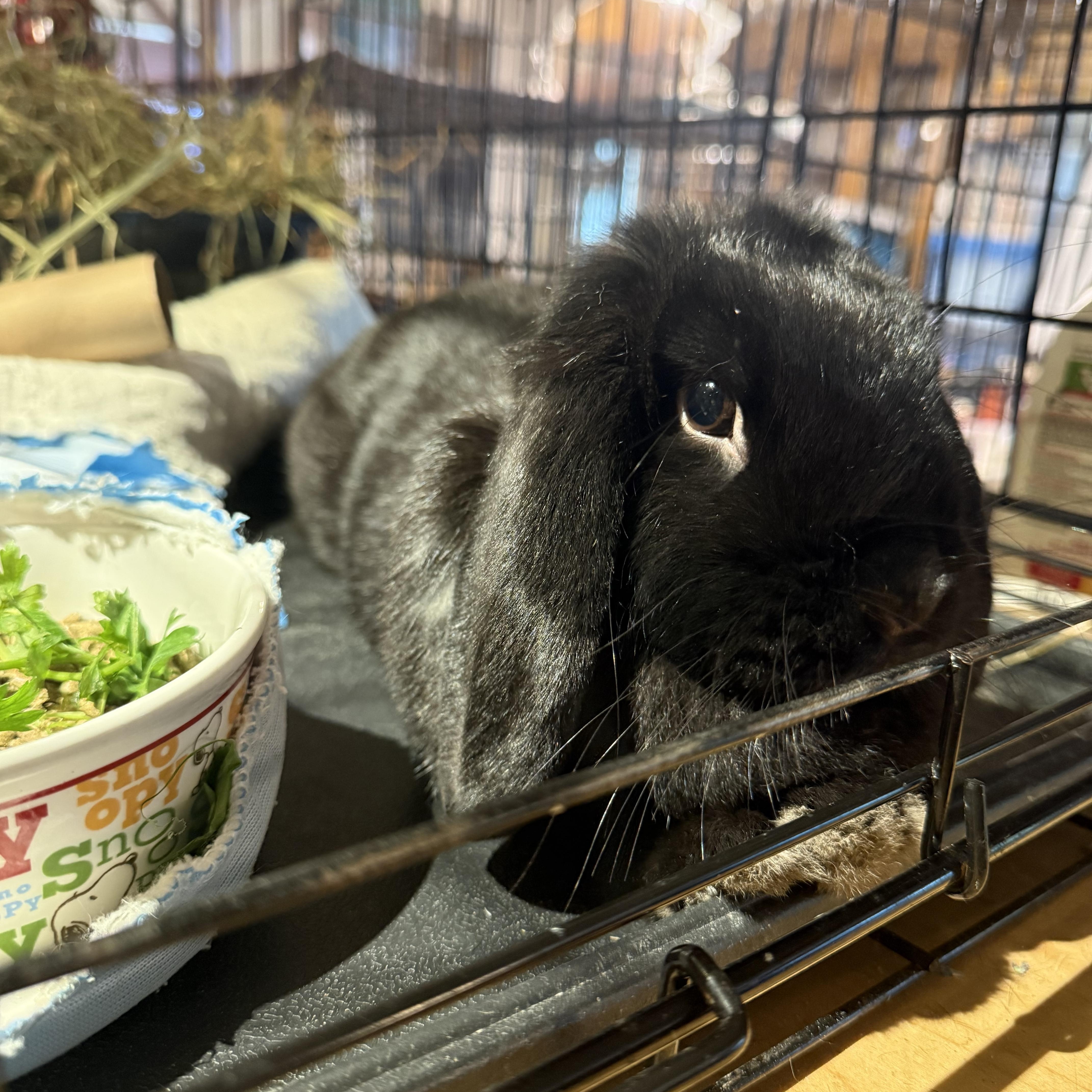 Mindy, Adoptable, Young Female Holland Lop.